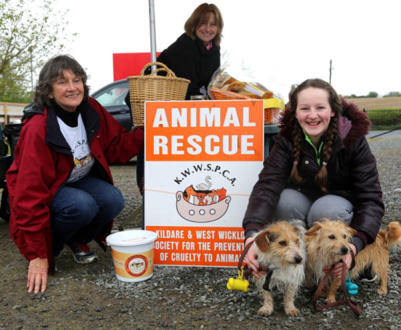 KWWSPCA DOG WALK PUNCHESTOWN (30)