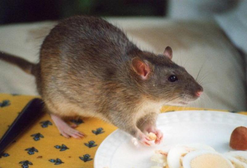 Rat_agouti