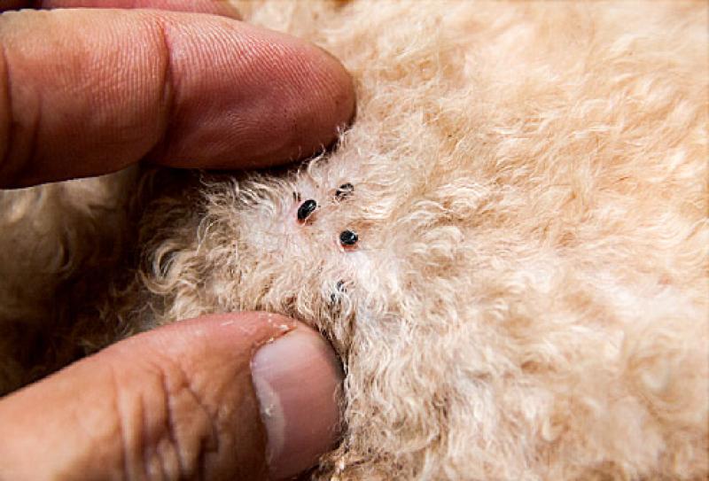 ALERT: Flea infestations could increase in Irish homes this winter 