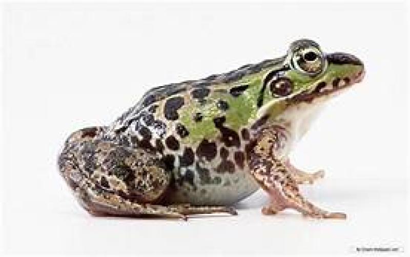 frog