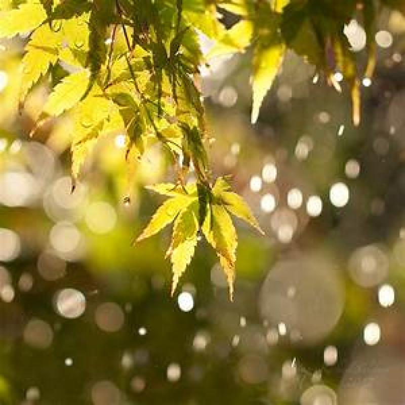 sunshine and showers