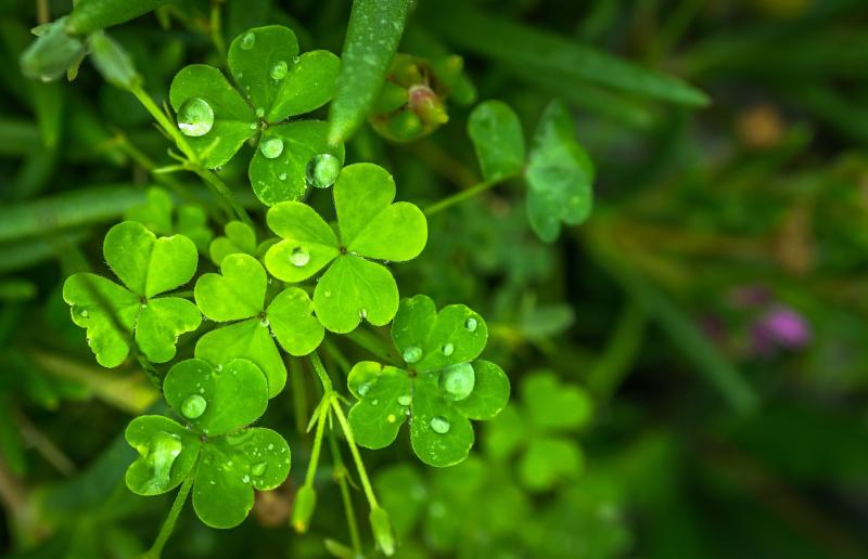 NEWS BRIEF: €5,000 to be allocated for St Patrick's Day Parade in Newbridge, County Kildare, tomorrow 