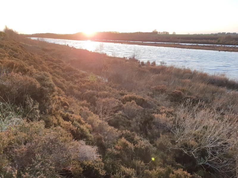 Plans for Kildare bog rehabilitation welcomed