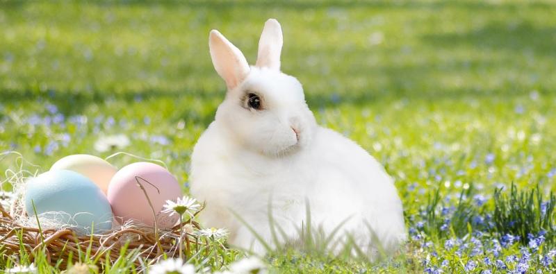 KILDARE: Easter-themed family art and craft fair to take place in Newbridge