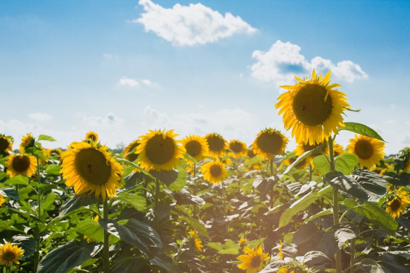  Mostly dry today with temperatures hitting the high teens