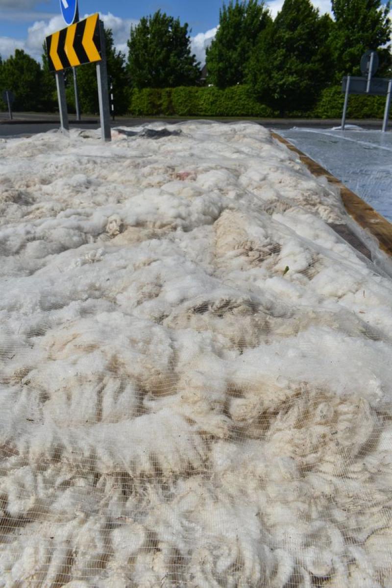 How Kildare's weeds are being savaged by dead sheep