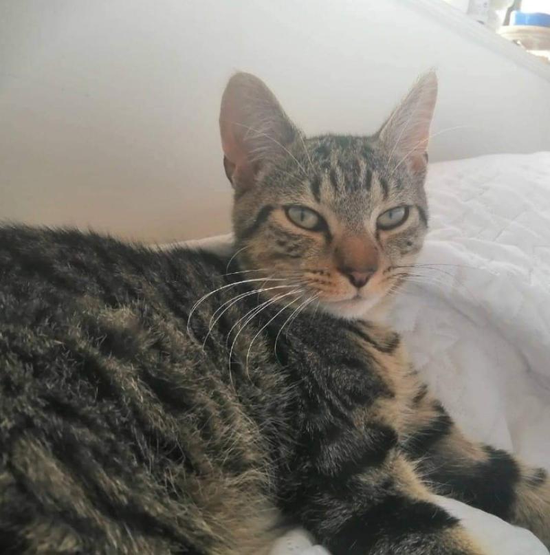 NEWS BRIEF: Therapy cat missing from Newbridge, County Kildare
