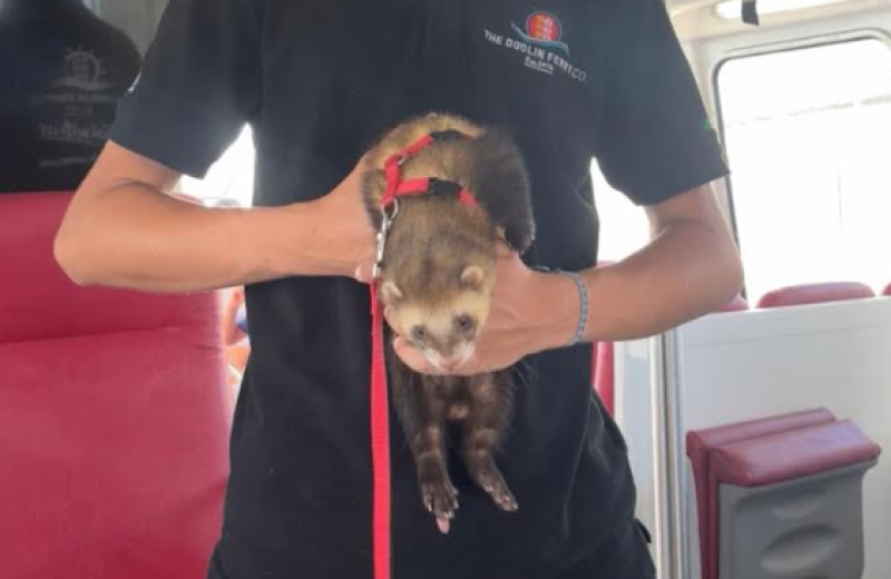 Ferret takes in the sights on boat trip around Ireland's west coast