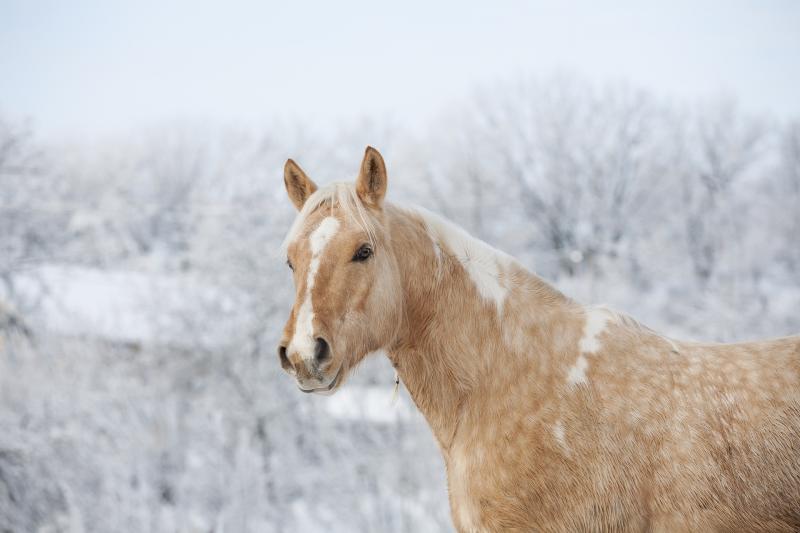 Housing accommodation proposed for foaling staff at stud in Kildare