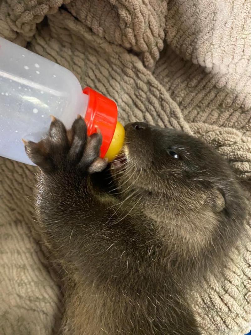 FEATURE: Kildare Wildlife Rescue — Year in Review