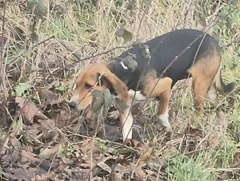 DSPCA seeking public's assistance to find ‘terrified’ mother dog on Kildare-Dublin border