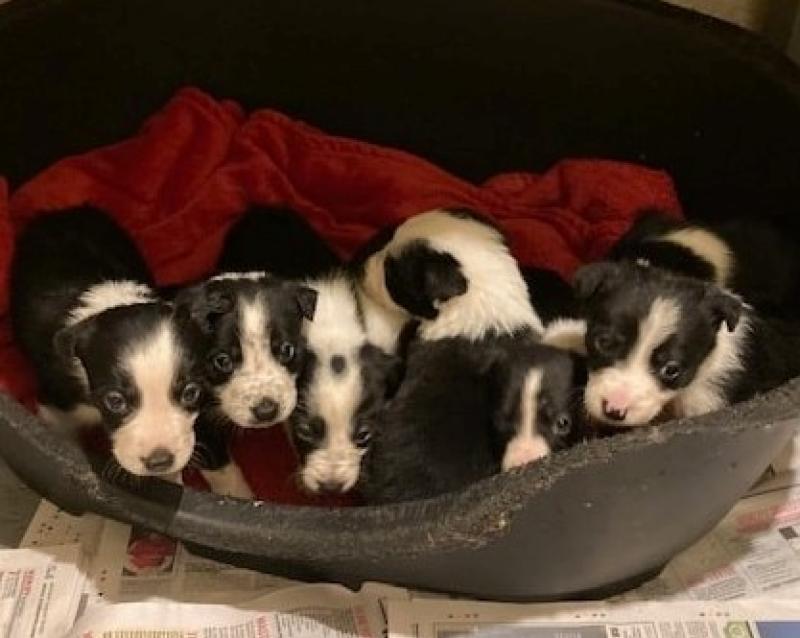 Collie Dogs still the most rescued breed in Donegal says Animals in Need 