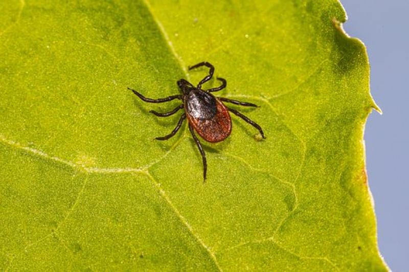 KILDARE: Call for more public information about disease risk in public places