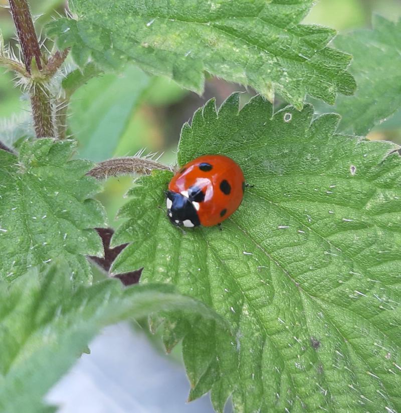 KILDARE WILDLIFE WATCH: Did you know there are 19 species of Ladybird in Ireland