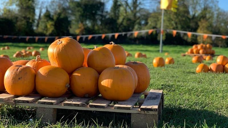 Kildare Pumpkin Patch named in Ireland’s top 10 ahead of spooky season