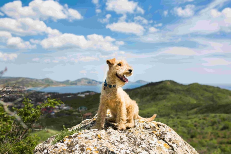 From sharing a bed to boosting mental health - New report reveals insights from Irish pet owners