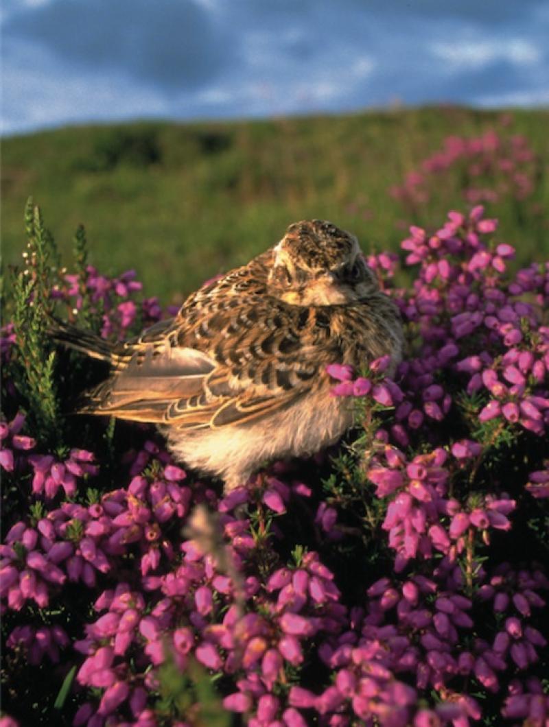 KILDARE WILDLIFE COLUMN Skylarks build their nests on the ground
