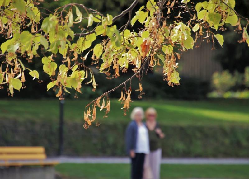 New town park proposed for Clane, County Kildare, planning permission documents show