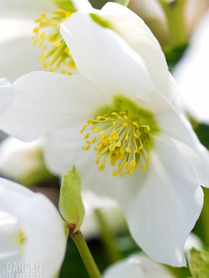 Kildare Death Notices for today: Thursday, January 23 2025.