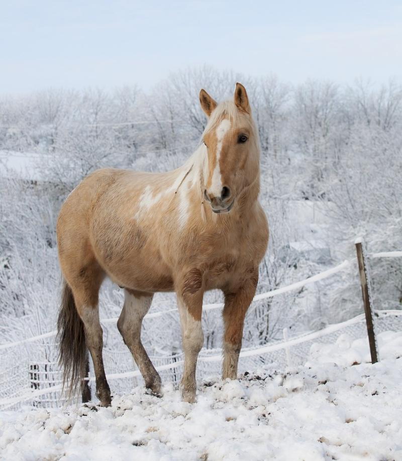 Kildare farmers and horse owners advised of risks during current cold weather by Senator