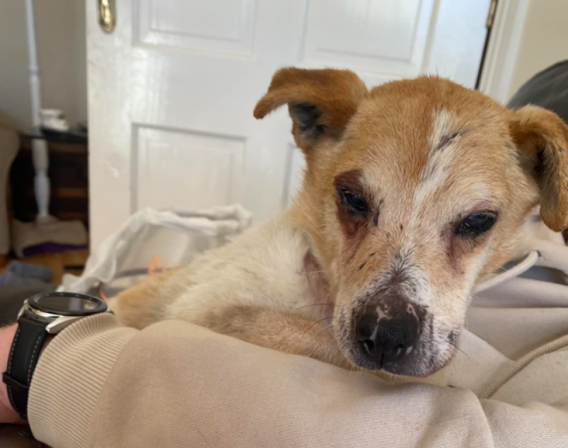 APPEAL: Deaf and blind elderly dog found in ‘terrible’ condition needs end-of-life home