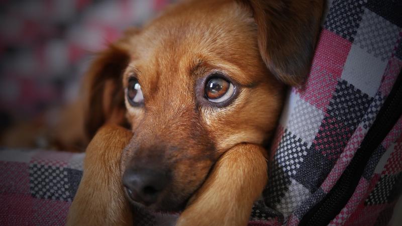 ‘We are begging’ — Dogs Trust fears abandonment crisis as hundreds of pets surrendered in just 1 month