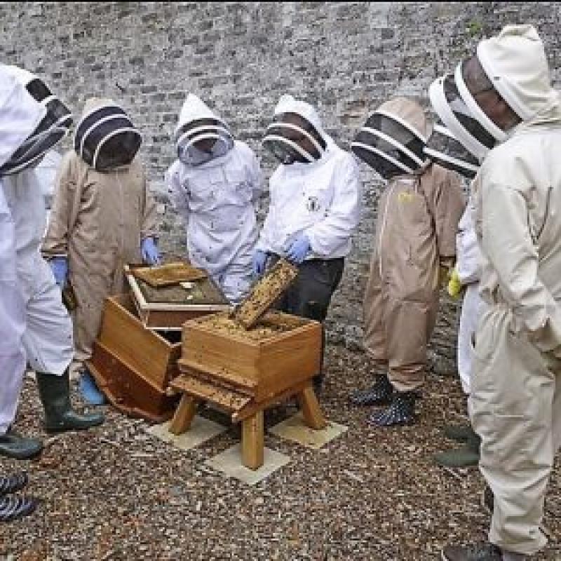 KILDARE: Beekeepers course to take place in Naas
