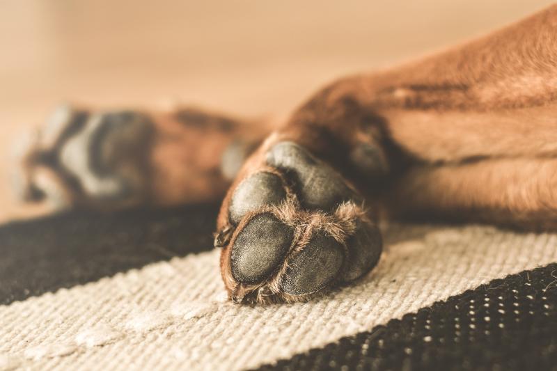 ‘It’s always the smallest dogs that bark the loudest!’: Kildare man pays €300 following dog bite incident
