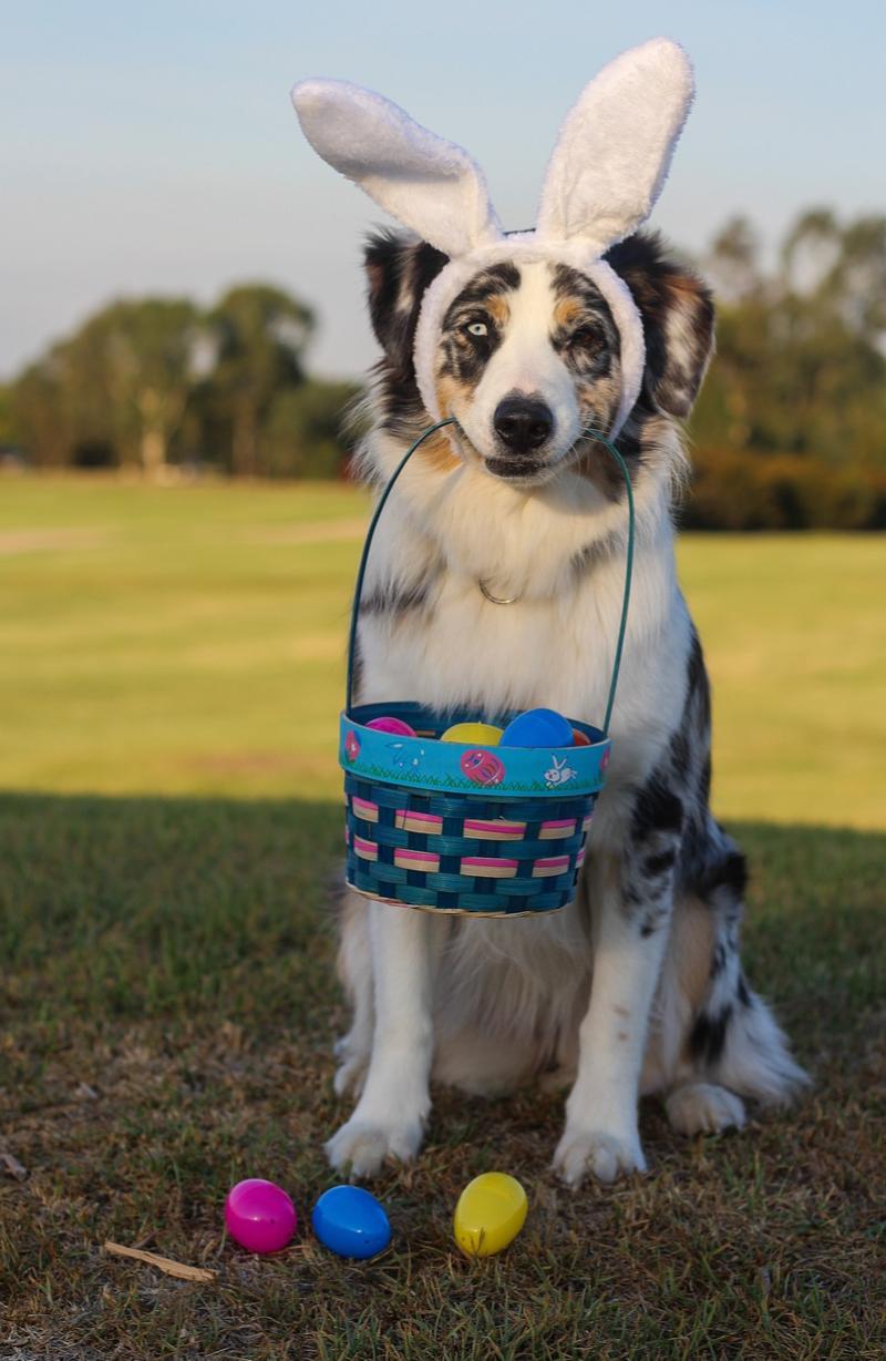 EVENT: KWWSPCA hosting family-friendly egg hunt and dog walk to mark Easter 2024