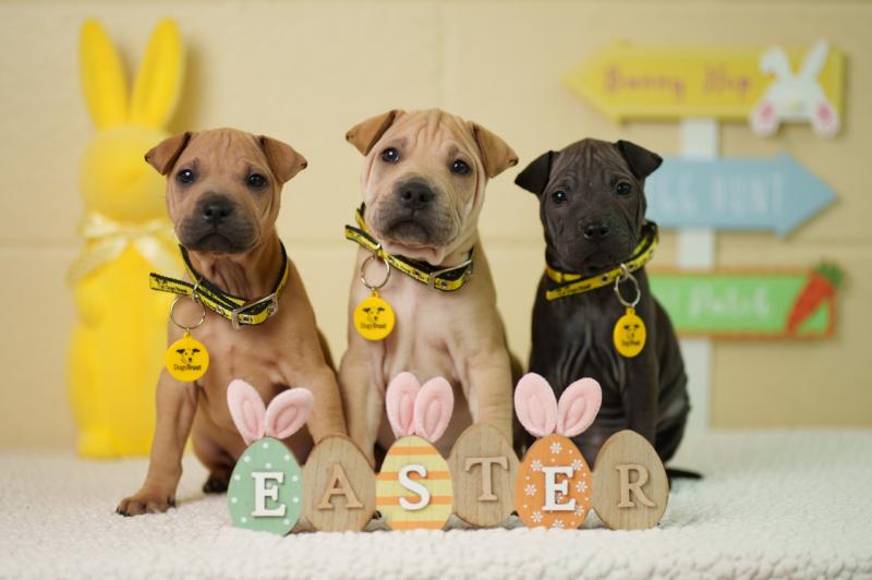 Dogs Trust issue warning over Easter treats that can harm your dog