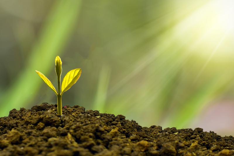 Kildare County Council asked to prepare a plan in relation to native tree planting