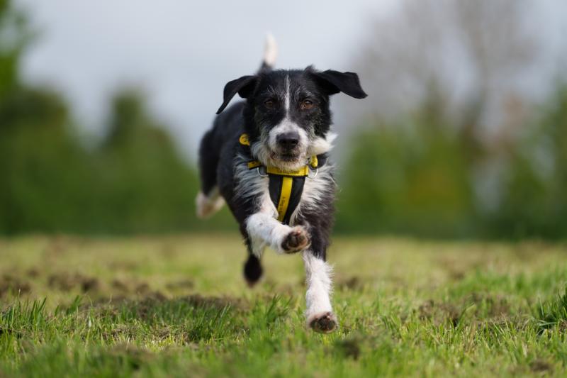 Charity warns of canine obesity in Ireland