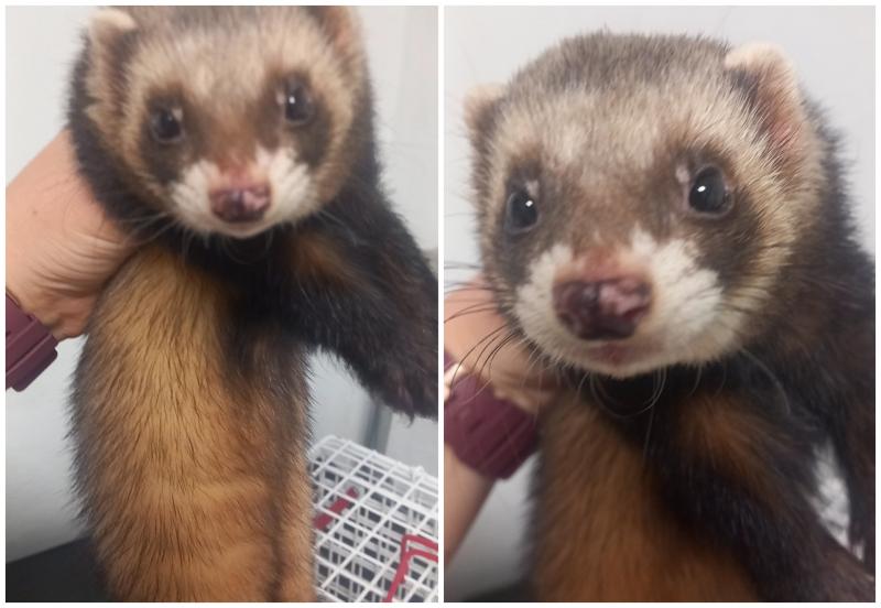 Kildare vet in appeal as ferret is rescued from crow attack in nearby town