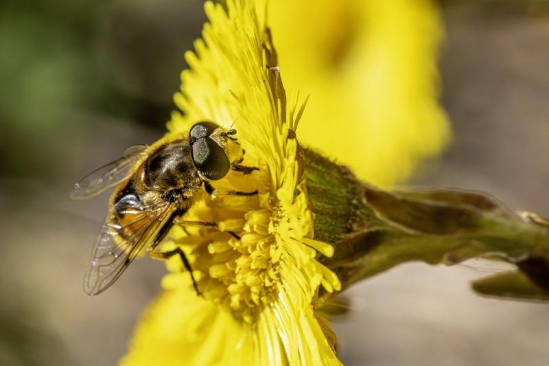 Over €100,000 announced for biodiversity projects across County Kildare