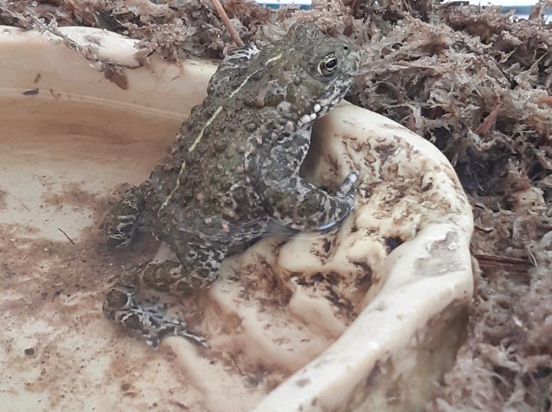 Natterjack Toad. Picture: Nuala Madigan