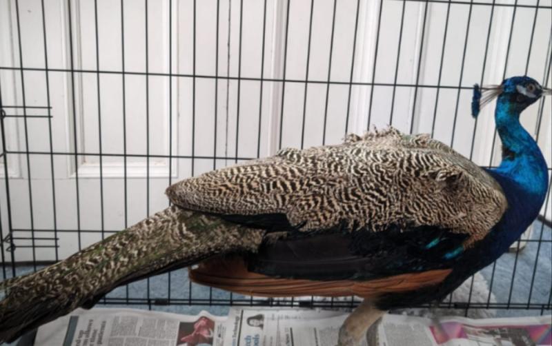 Fowl play? Gardaí appeal for owner of peacock found on the loose in Offaly