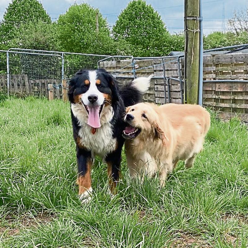 Kildare Animals in Need - Best buddies Tara and Sonas happy in new home