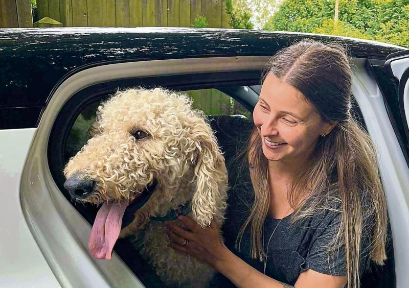 Benji - a giant of a Labradoodle with a big heart was adopted into a new loving home