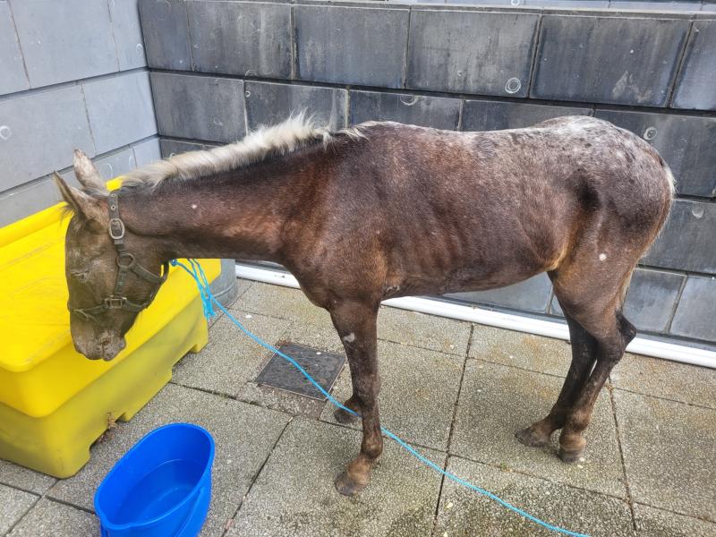 'We were alarmed' - Owner uses poor pony to travel 'long journey' to Garda station