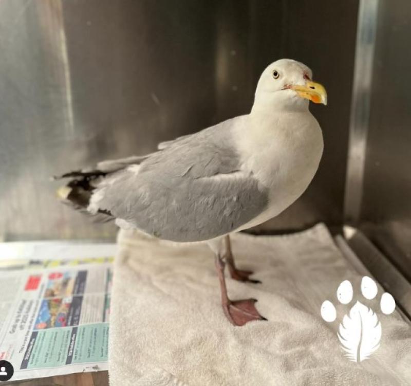 Don't panic: Kildare Wildlife Rescue is nursing All-Ireland Herring Gull back to health