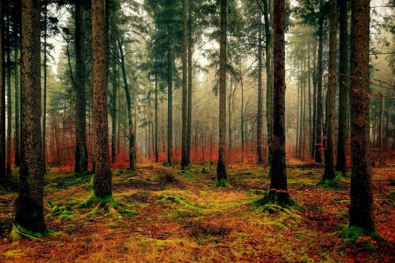 Forest Park in County Kildare among Top 3 Most-Visited Coillte sites in Ireland
