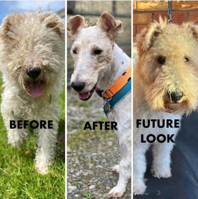 Handsome Archie leaves Kildare rescue shelter for new home - Kildare Now