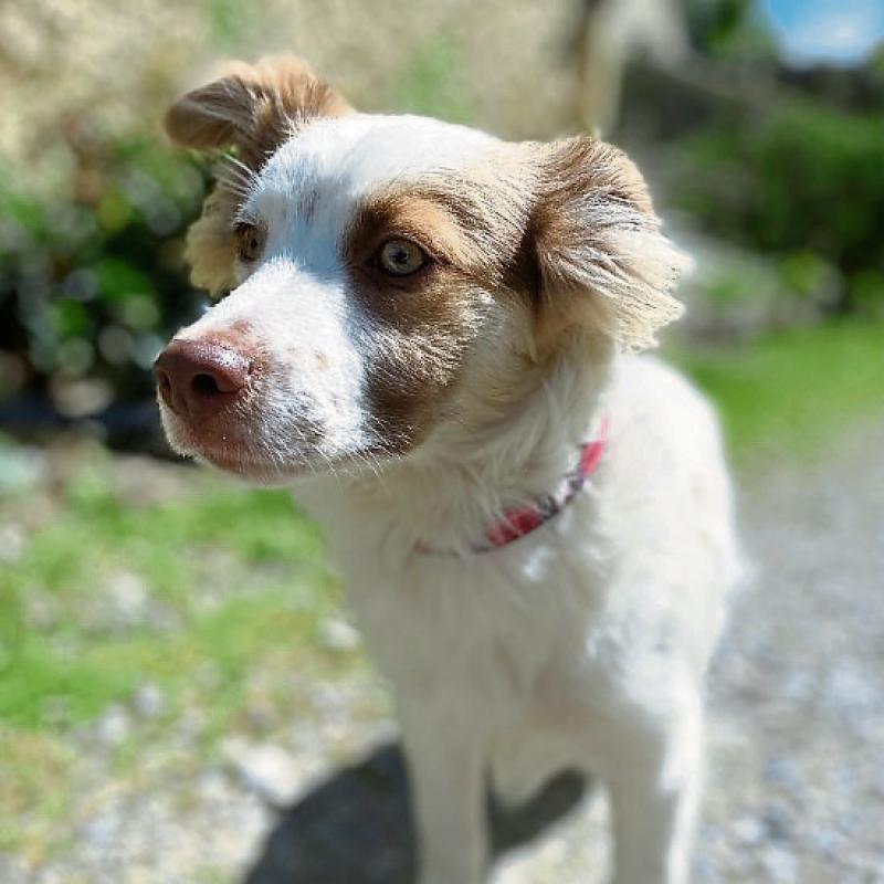 Rocket the Jack Russell