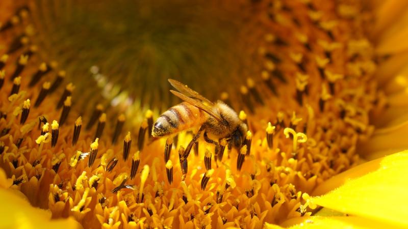 ‘Appropriate planting scheme’ sought for region in Clane, County Kildare