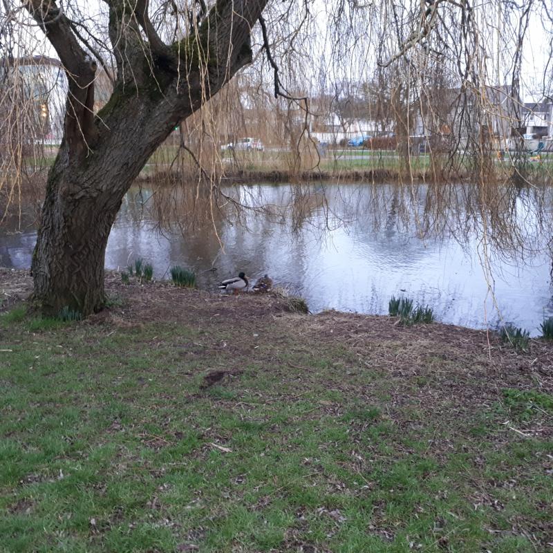 Silt and a lack of water is damaging the Naas lakes