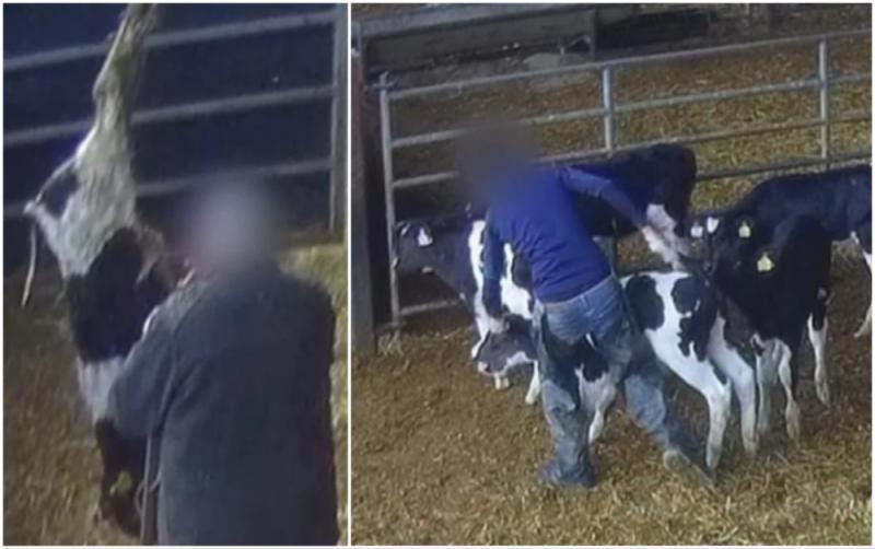 ‘Horrifying’ — Viewers react to secret RTÉ footage of cattle facility showing calves ‘beaten’