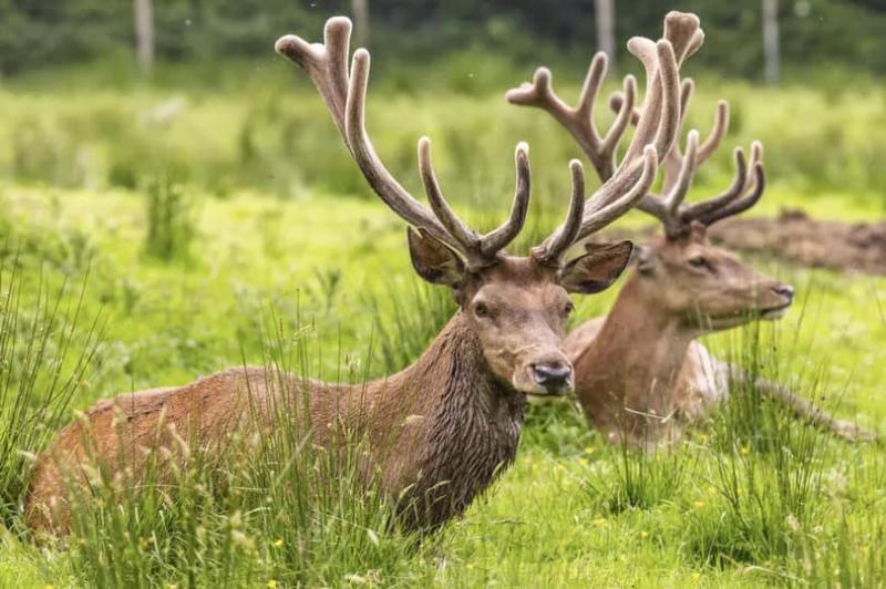 'Oh deer' - Kildare gardaí issue alert to road users 