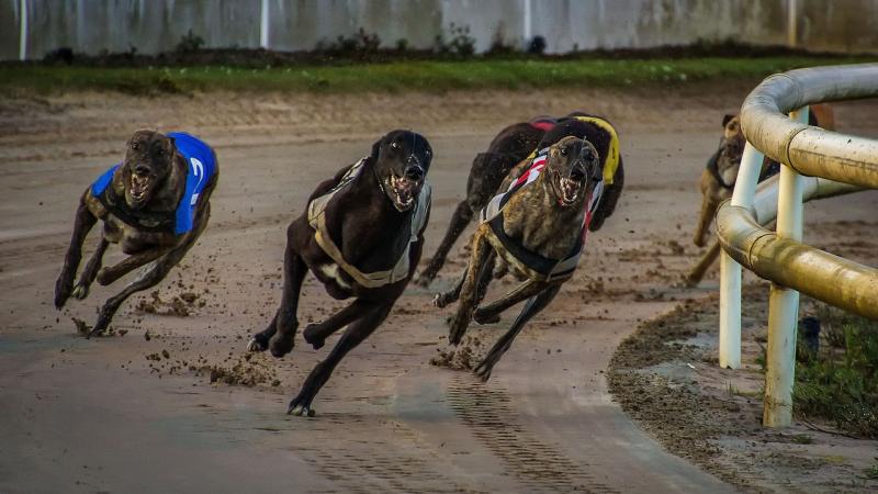 Kildare Represented in Semi-Finals of BoyleSports Irish Greyhound Derby