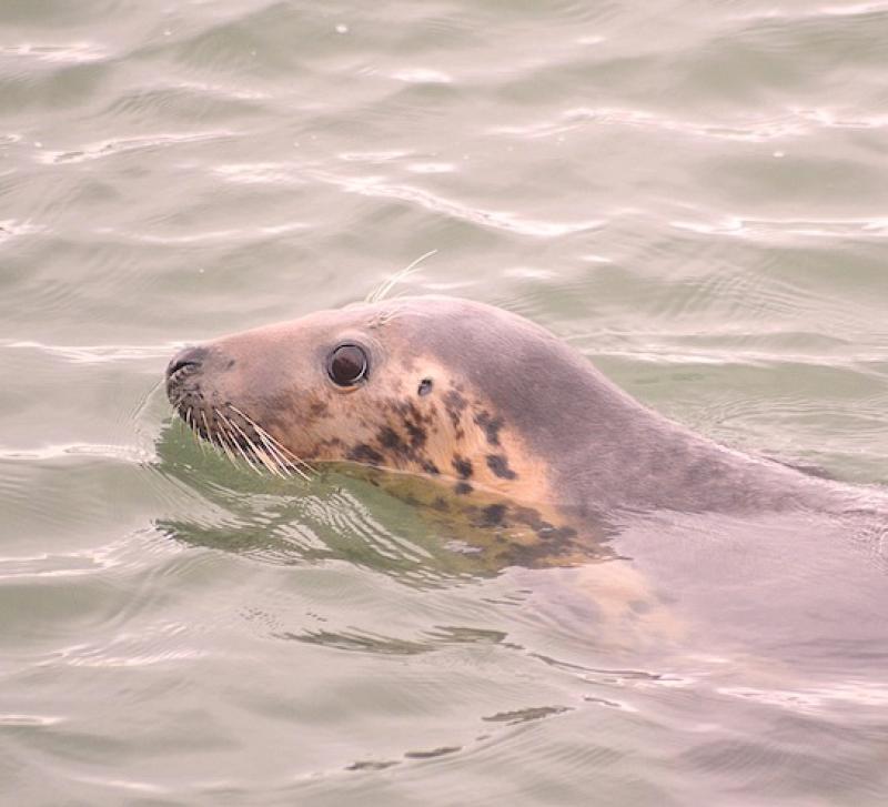 Grey seal. PICTURE: Stephen Sheridan