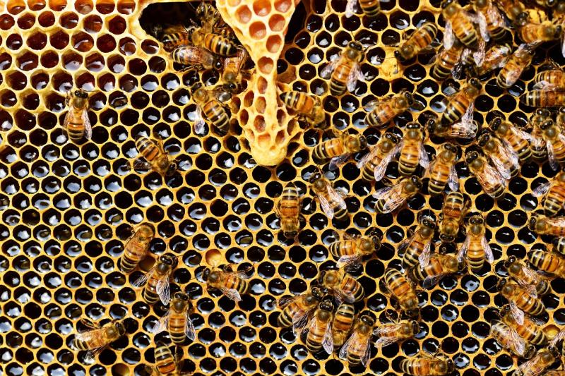 UN-BEE-LIEVABLE: Complaint over ad for bees putting 'child in dangerous situation'